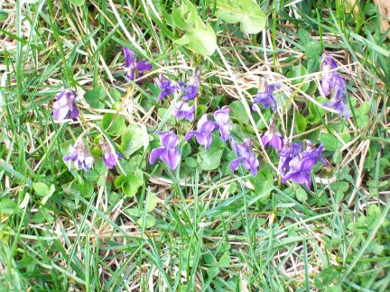 wild violets